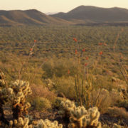 05.21.16 - Sonora Desert