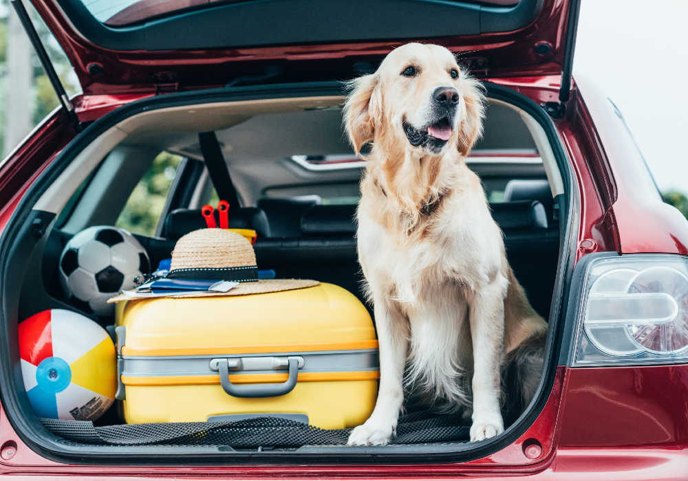 10 Best Rides for Dog Owners